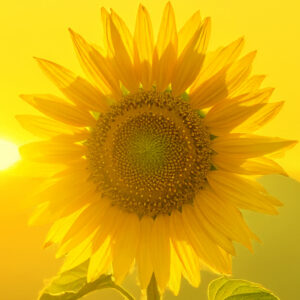 茶の味：肉体の厚みが救出する自律した知――トキクロ制作の表象