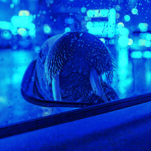 オッドタクシー：網膜の劈開と原質の形象――トキクロ制作の表象