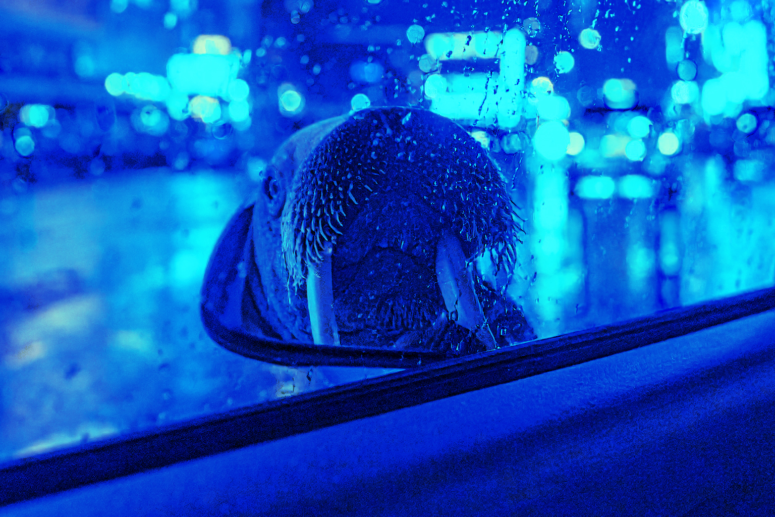 オッドタクシー：網膜の劈開と原質の形象――トキクロ制作の表象