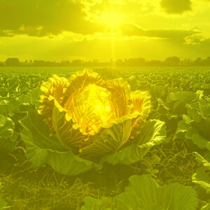 下妻物語：非効率の審美と原質の贈与回路――トキクロ制作の表象